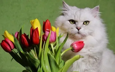 Cute meme mèo tặng hoa là cách hoàn hảo để gửi lời yêu thương