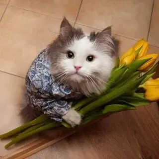 Hài hước và dễ thương, mèo meme tặng hoa lan tỏa niềm vui đến mọi người
