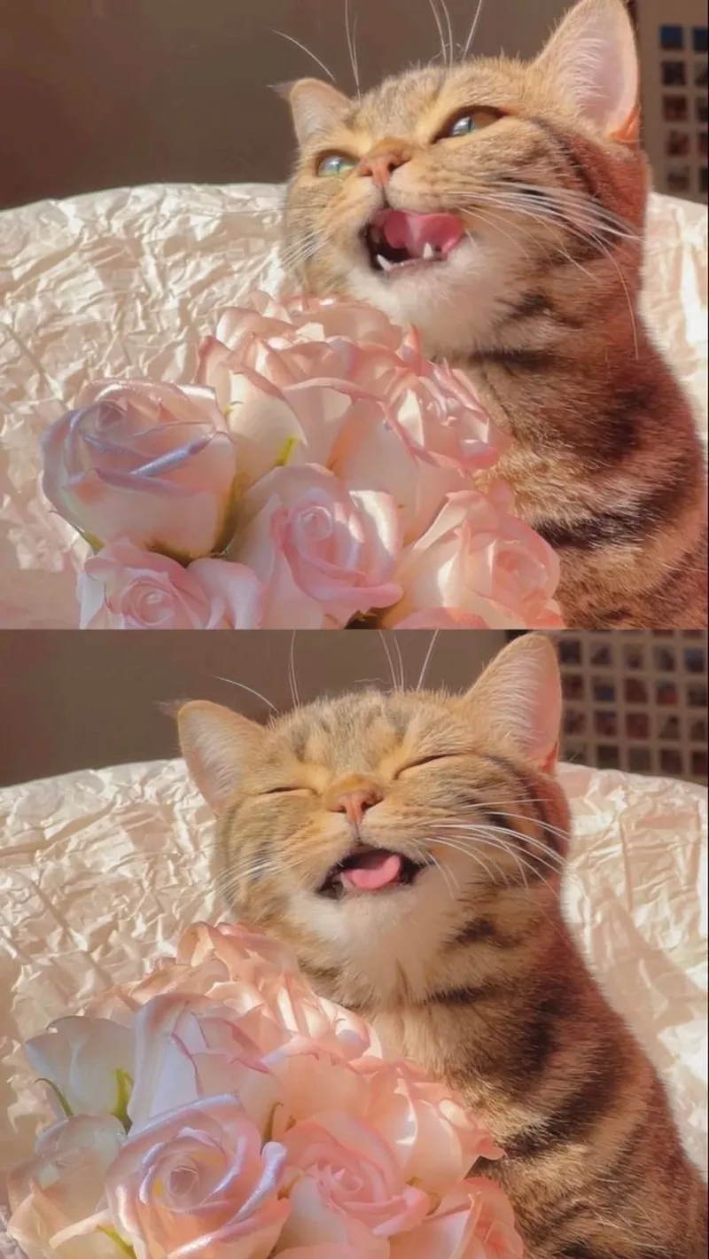 Khi mèo tặng trái tim qua meme, không ai có thể từ chối sự dễ thương và tình cảm này.