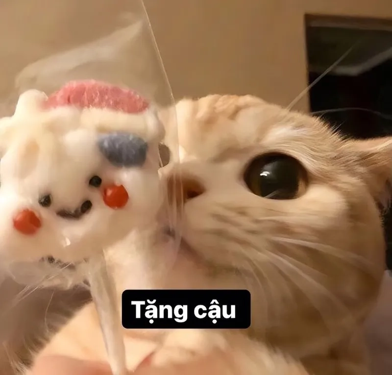 Meme tặng hoa từ mèo là cách dễ thương để gửi lời yêu thương đến người đặc biệt của bạn.