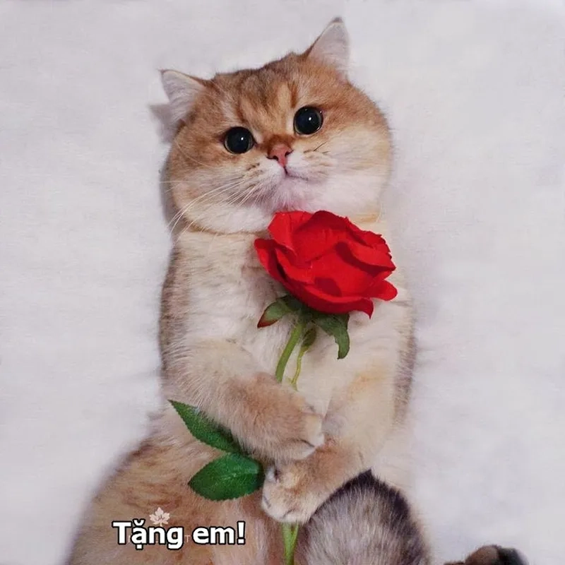 Meme tặng hoa hồng từ mèo dễ thương khiến món quà thêm phần lãng mạn. Đừng bỏ lỡ!