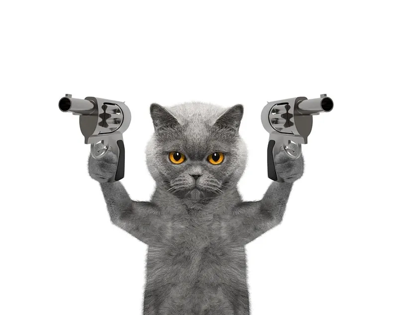 Trái tim meme mèo cute chắc chắn sẽ làm tan chảy trái tim của bạn vì sự dễ thương.