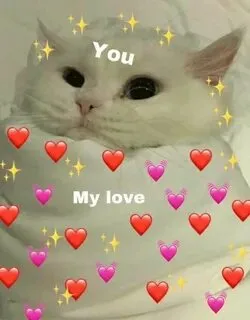 Meme mèo tặng hoa là cách tuyệt vời để gửi thông điệp yêu thương