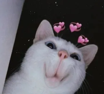 Ảnh meme mèo tình yêu dễ thương mang đến niềm vui bất tận
