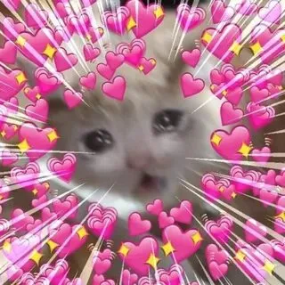 Hài hước nhưng không kém phần dễ thương, mèo thả tim meme sẽ làm bạn thích thú