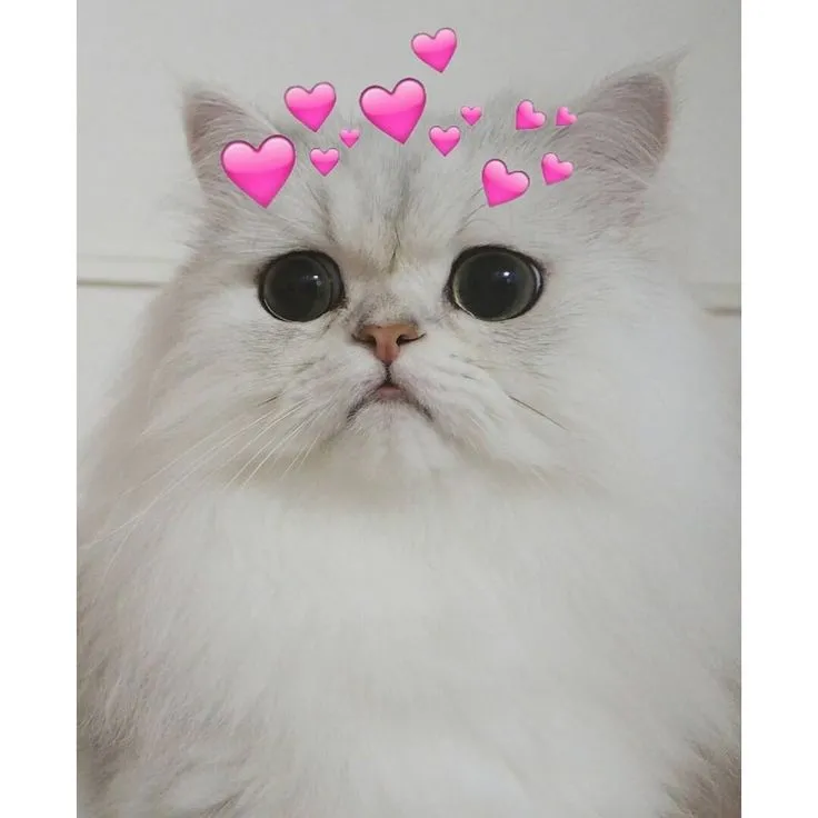 Mèo meme trái tim kết hợp sự ngộ nghĩnh và đáng yêu, làm tan chảy trái tim mọi người