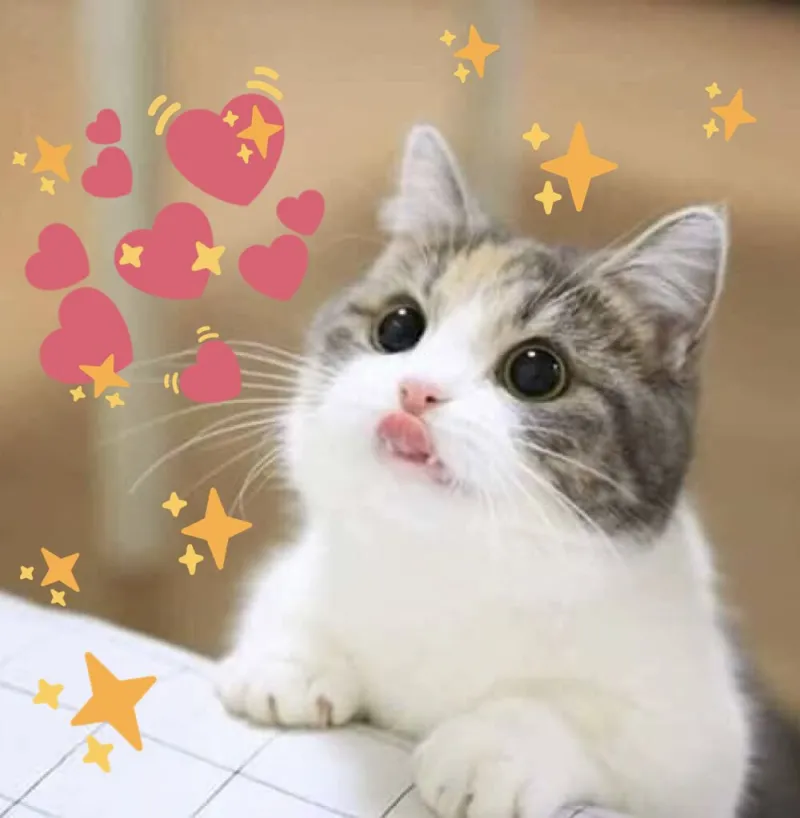 Ảnh meme mèo trái tim mang lại tiếng cười cùng sự đáng yêu khó cưỡng