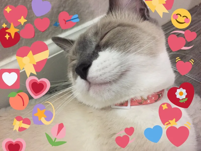 Meme gấu trúc thả tim là biểu tượng của sự dễ thương khó cưỡng