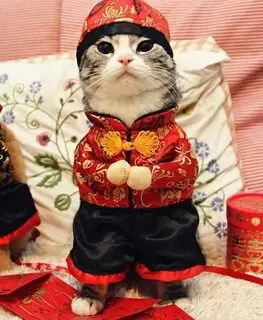 Meme mèo trắng từ Trung Quốc đang chiếm sóng với biểu cảm hài hước