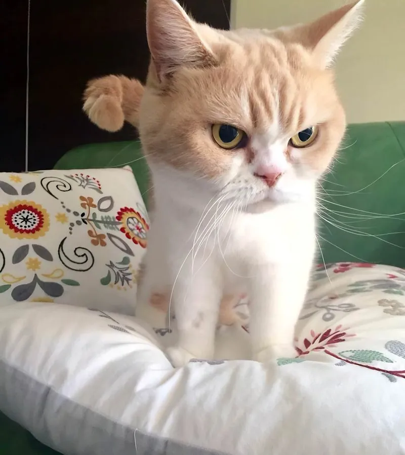 Biểu cảm icon tức giận trong meme là cách hoàn hảo để thể hiện cảm xúc của bạn.