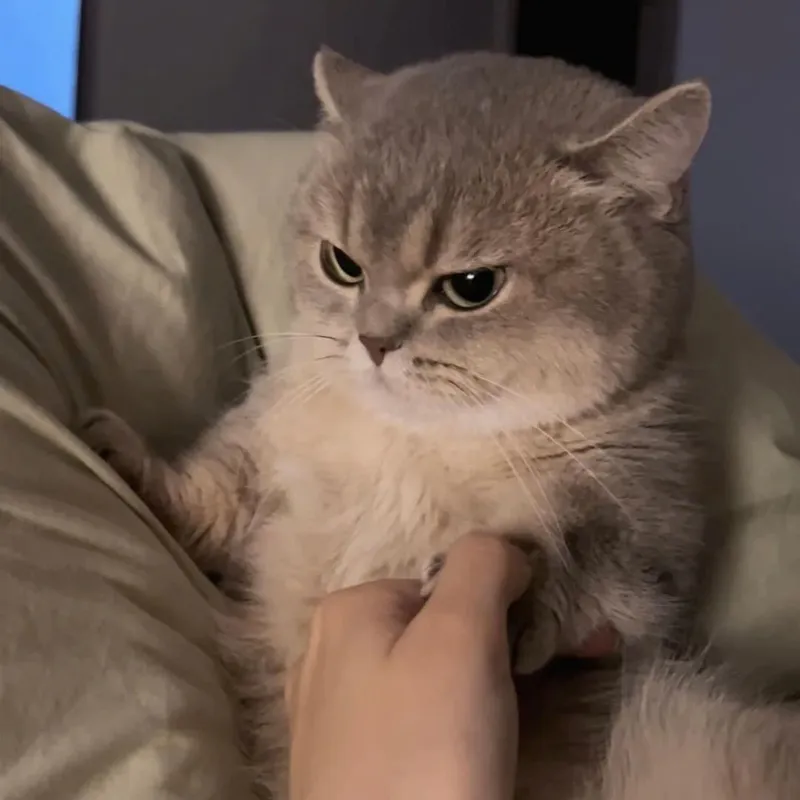 Những meme Tom tức giận đầy thú vị, chắc chắn sẽ khiến bạn muốn chia sẻ.