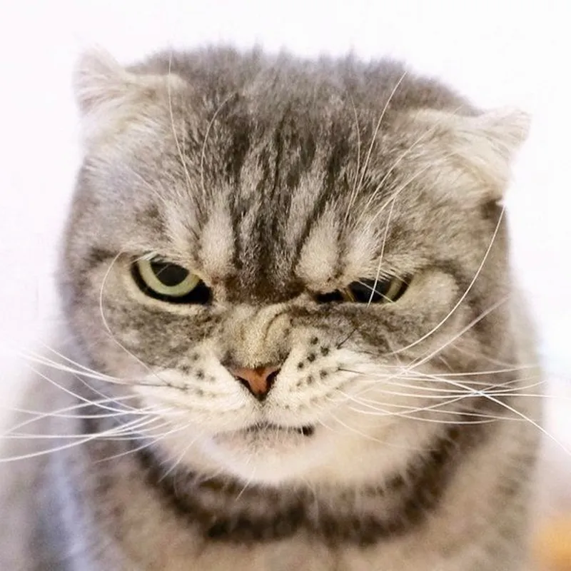 Hình ảnh mèo Tom tức giận trong meme là nguồn cảm hứng bất tận cho sự sáng tạo.