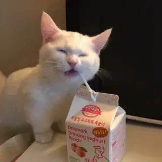 Cười sảng khoái với meme mèo uống bia đầy chất riêng và hài hước