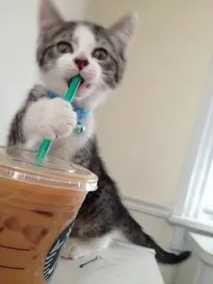 Chia sẻ meme này để thể hiện tình yêu với trà sữa theo cách hài hước nhất