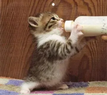 Meme mèo uống rượu là lựa chọn hoàn hảo để tạo nên tiếng cười trong dịp đặc biệt