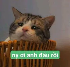 Mèo xin ăn với biểu cảm siêu dễ thương này chắc chắn sẽ khiến bạn mỉm cười