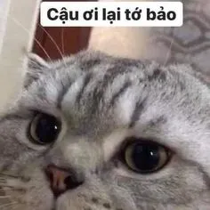 Meme mèo xin lỗi là cách tuyệt vời để gửi lời xin lỗi một cách hài hước