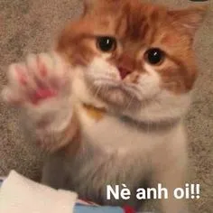 Chia sẻ meme mèo xin tiền hài hước này để 