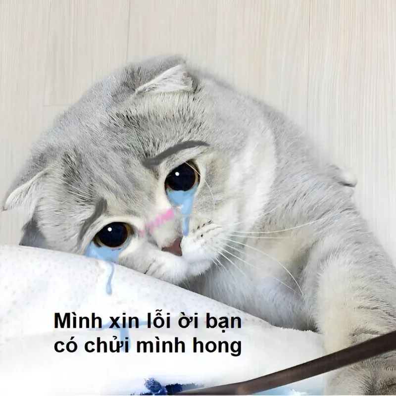 Một bức ảnh meme xin lỗi ny có thể khiến người yêu cảm nhận được sự chân thành của bạn.