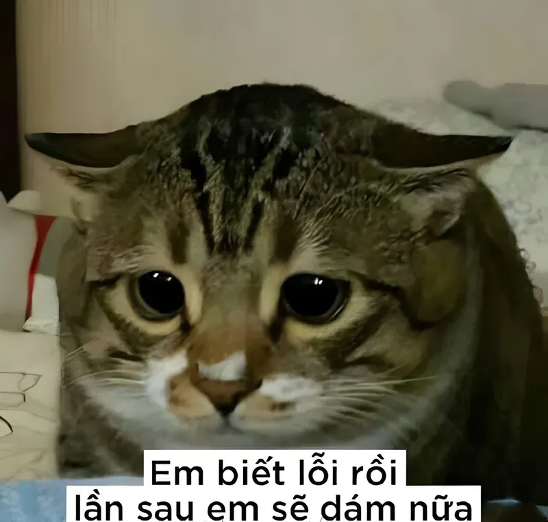 Ảnh xin lỗi meme truyền tải thông điệp nhẹ nhàng và gây ấn tượng ngay từ cái nhìn đầu tiên.