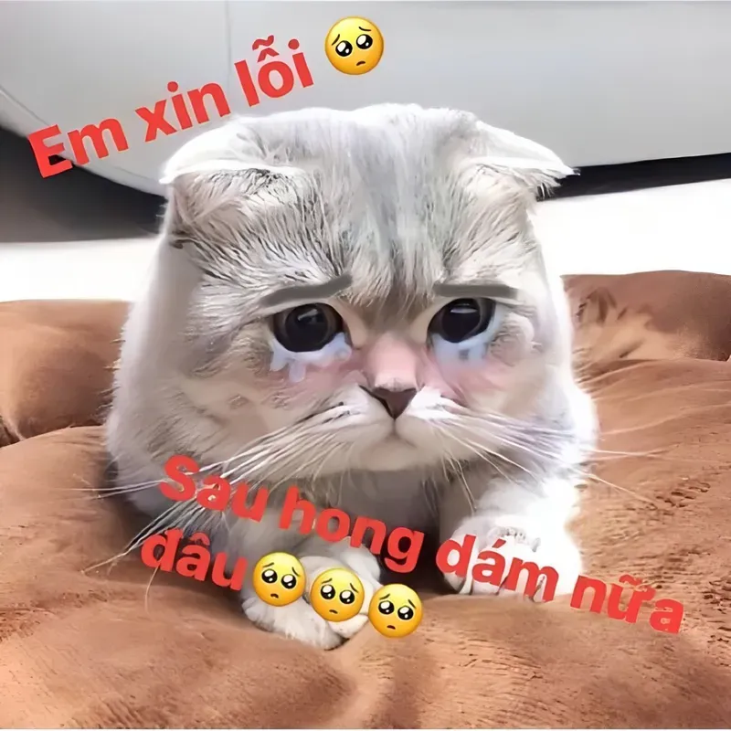 Hài hước và gần gũi, mèo meme xin lỗi là cách thú vị để bạn bày tỏ hối lỗi.