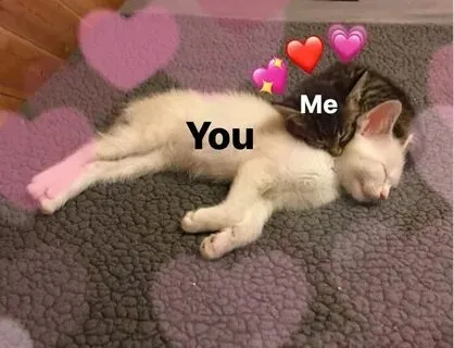 Meme mèo yêu nhau là lựa chọn tuyệt vời để nói lên tình cảm của bạn