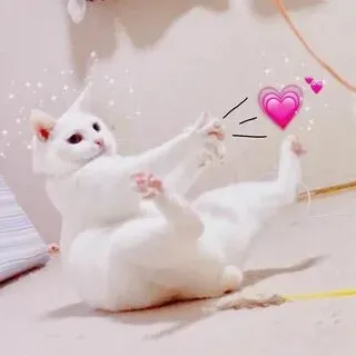 Meme mèo ăn trộm chắc chắn là lựa chọn số một cho sự hài hước bất ngờ