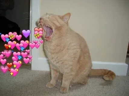 Dùng meme mèo yêu em để khiến ai đó cảm thấy đặc biệt