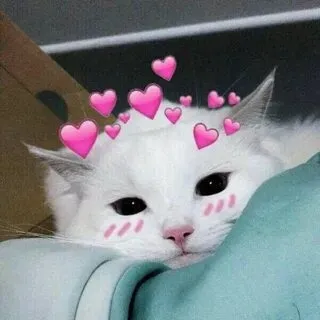 Lan tỏa sự ấm áp và hài hước với meme mèo yêu thương này