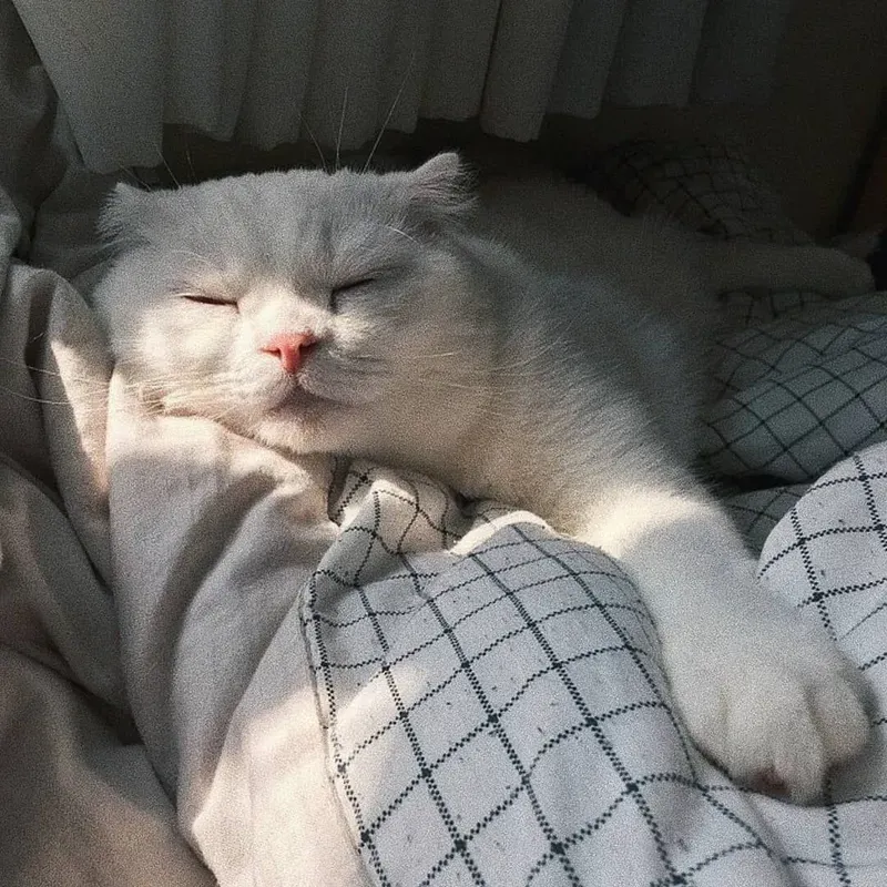 Meme mèo mới ngủ dậy, với gương mặt ngái ngủ, là hình ảnh thích hợp cho buổi sáng.
