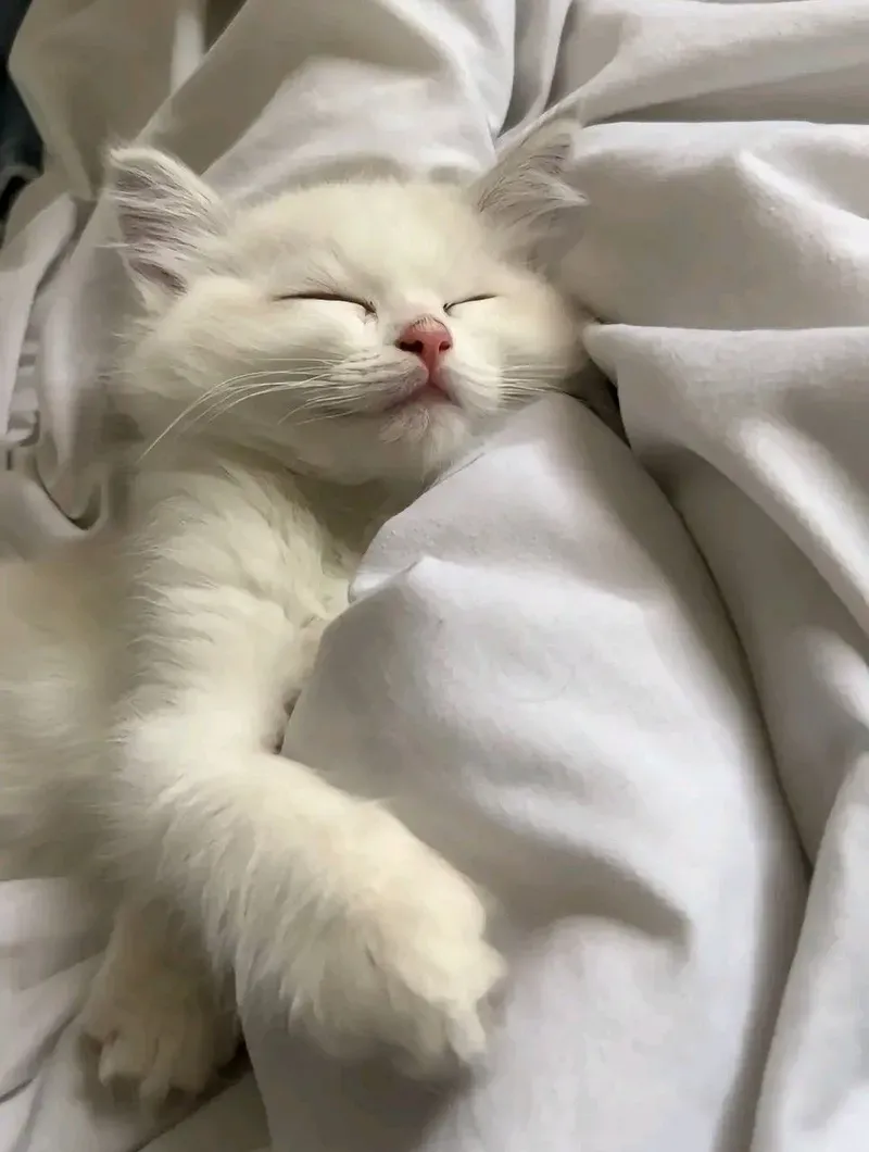 Meme nằm ngủ dễ thương, làm bạn cảm thấy thoải mái và thư giãn.
