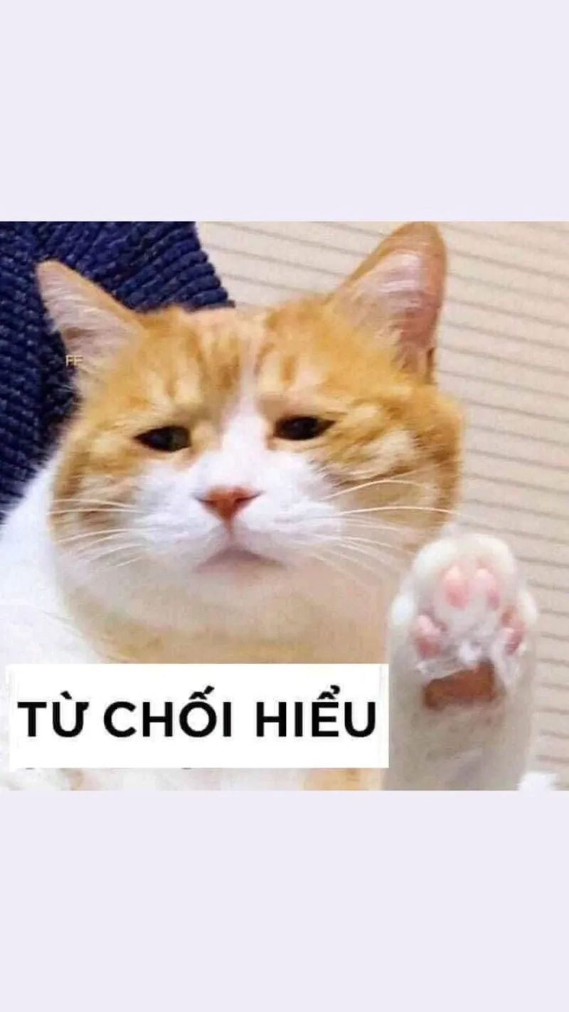Meme mèo lườm, ánh mắt khiến bạn 