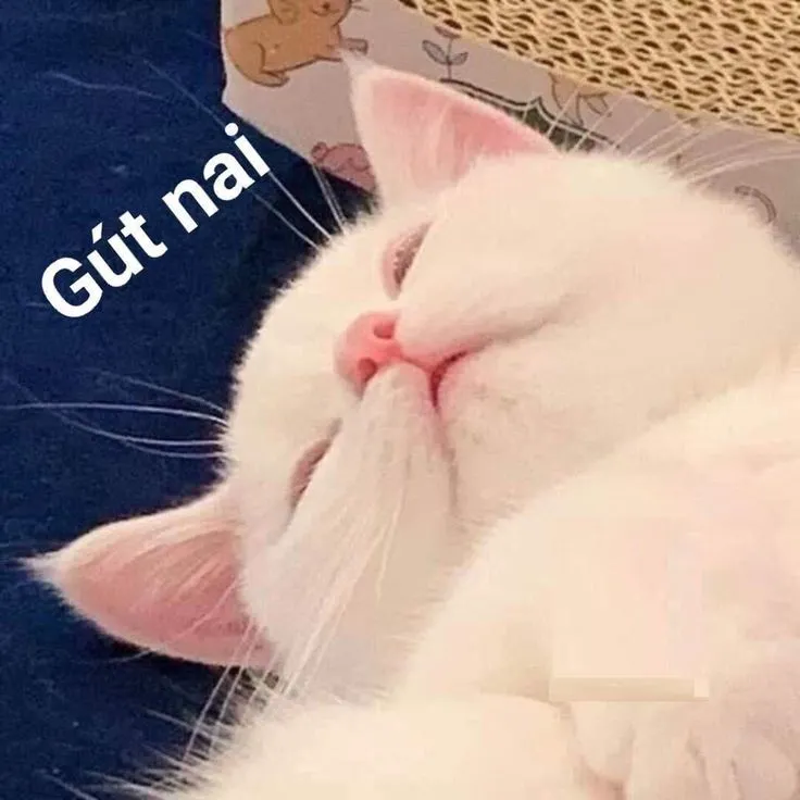 Chúc ngủ ngon meme là cách thú vị để gửi lời yêu thương cuối ngày