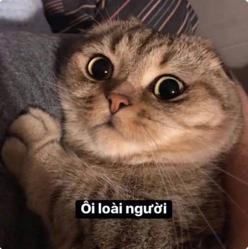 Đồ ngu đồ ăn hại meme, biểu cảm hài hước trong những tình huống 