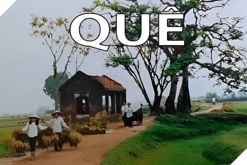 Ảnh quê meme khiến bạn không thể không bật cười với những tình huống giản dị nhưng hài hước.