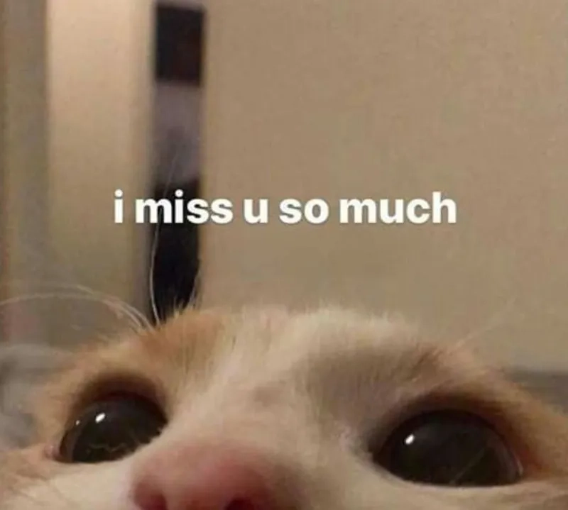Meme này là cách thể hiện nỗi nhớ em một cách đáng yêu.