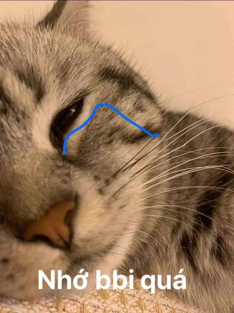 Chia sẻ meme anh nhớ em để bày tỏ tình cảm với người yêu.