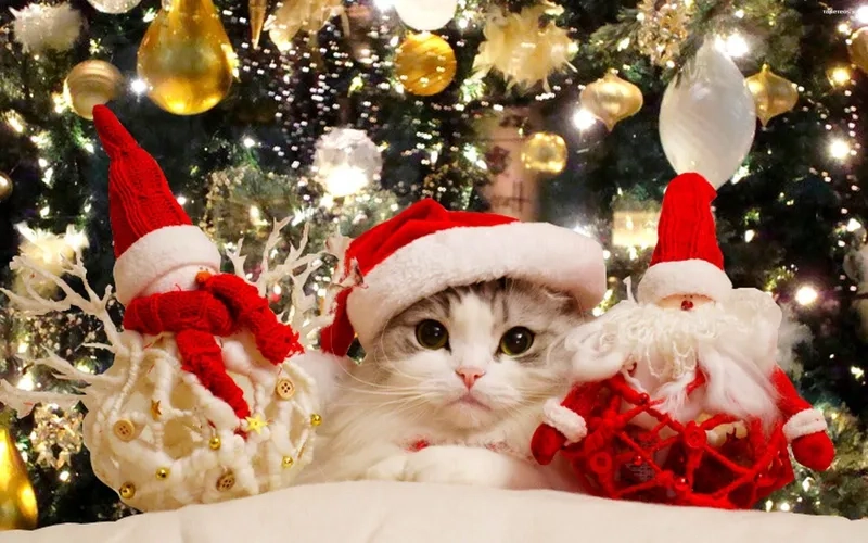 Meme mèo cute là sự lựa chọn hoàn hảo để làm mùa lễ hội thêm phần sinh động.