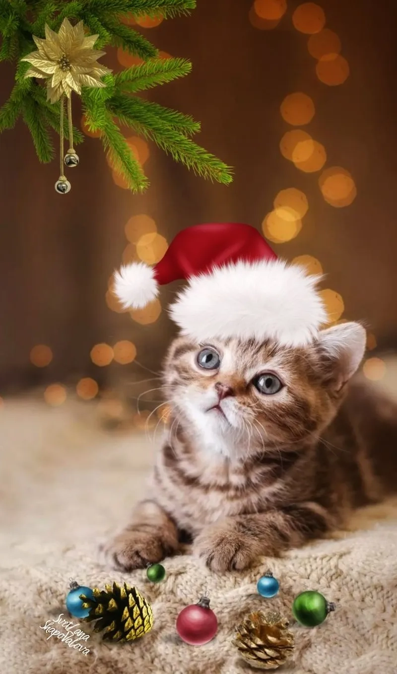 Meme mèo với những biểu cảm đáng yêu sẽ làm ngày của bạn thêm vui.