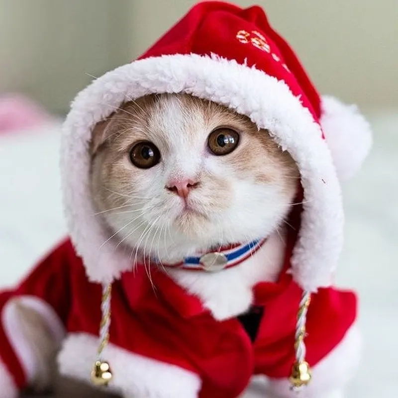 Meme mèo bựa mang đến sự bất ngờ và hài hước không thể bỏ qua.