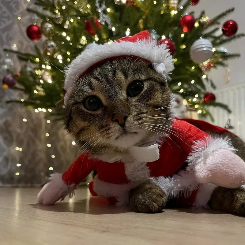 Meme mèo cười khiến bạn phải cười theo sự ngộ nghĩnh của những chú mèo.