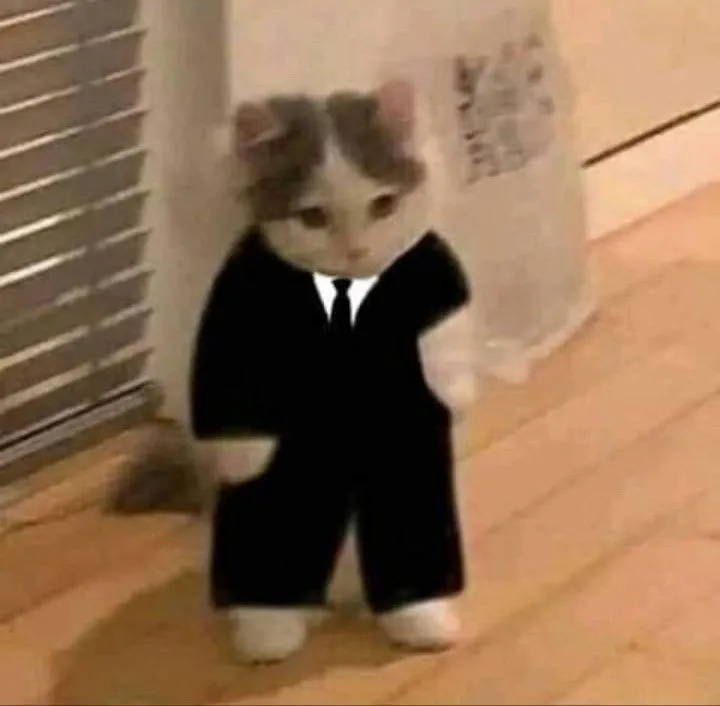 Meme mèo đội quần ngộ nghĩnh và đáng yêu sẽ khiến bạn cười thả ga
