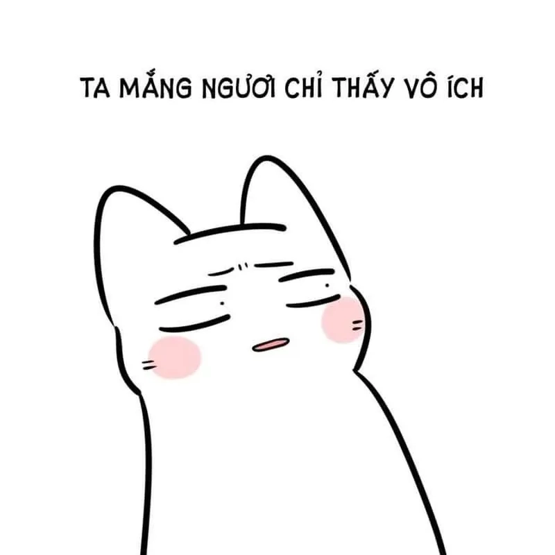 Meme mèo quỳ lạy dễ thương, hài hước, khiến mọi người không thể không cười.