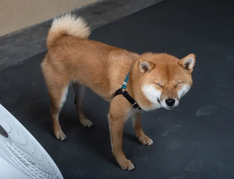 Dog meme Shiba luôn tạo ra những giây phút thư giãn đầy thú vị.