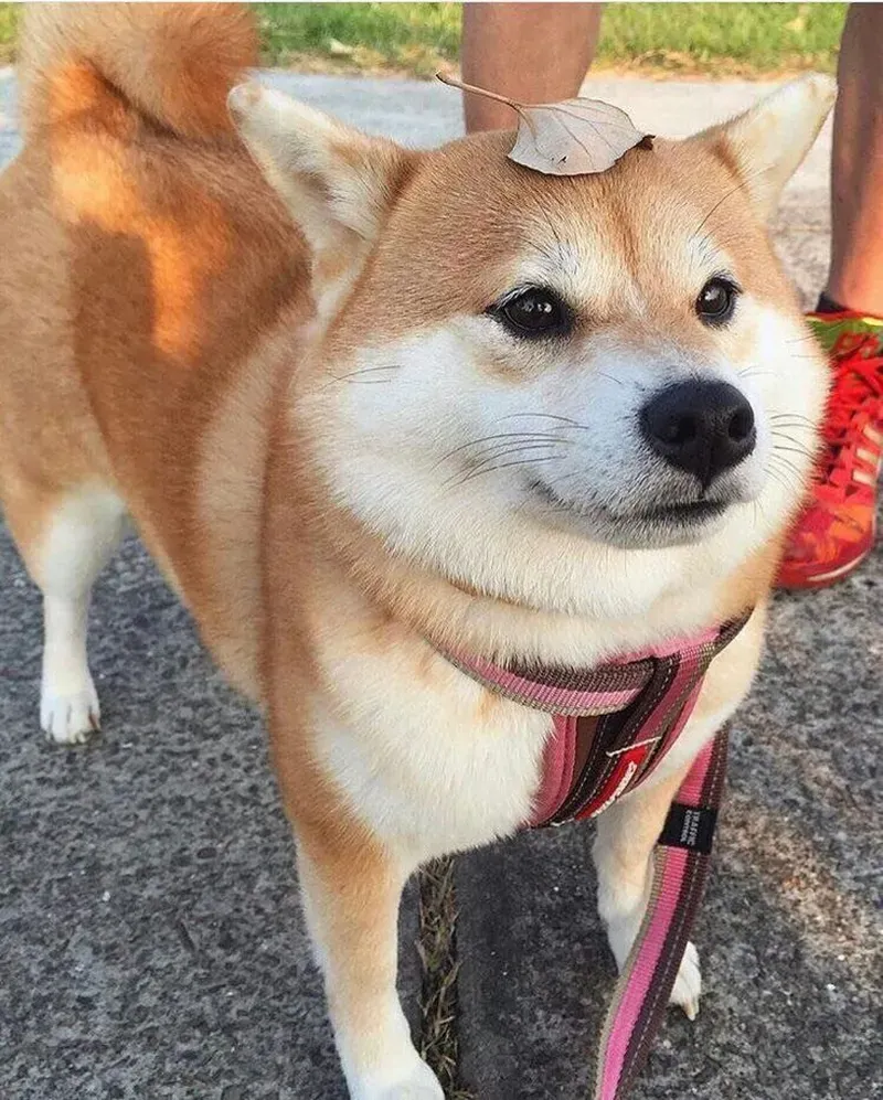 Hình Shiba meme dễ thương luôn làm bạn mỉm cười ngay lập tức.