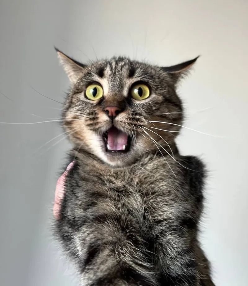 Cảm giác căng thẳng cực độ được thể hiện xuất sắc trong meme này.