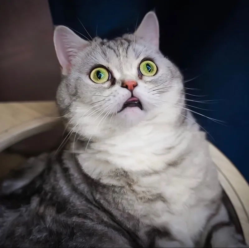 Biểu cảm hài hước với meme sợ hãi các thứ khiến ai cũng bật cười.