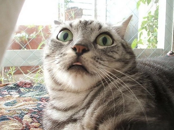 Biểu cảm ngộ nghĩnh của chú chuột khi sợ hãi trong meme.