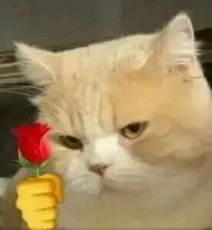 Ảnh meme tặng hoa ngộ nghĩnh giúp bạn gửi gắm yêu thương thật đáng yêu
