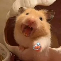 Meme đeo nhẫn hài hước và ý nghĩa giúp bạn gửi gắm yêu thương